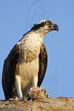 _MG_3883 Osprey.jpg