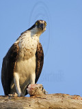 _MG_3885 Osprey.jpg