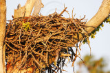 _MG_4019 Osprey.jpg