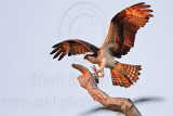 _MG_4413 Osprey.jpg