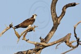 _MG_5474 Osprey.jpg