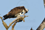 _MG_5489 Osprey.jpg