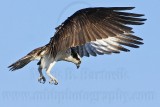 _MG_5573 Osprey.jpg