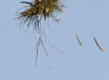 _MG_5624crop Osprey.jpg