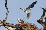 _MG_5628 Osprey.jpg