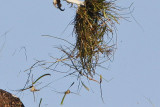 _MG_5628crop Osprey.jpg