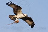 Osprey - Transporting nest material: seagrass