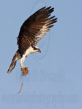 _MG_5703 Osprey.jpg