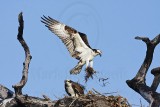 _MG_5738 Osprey.jpg