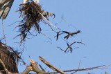 _MG_5738crop Osprey.jpg