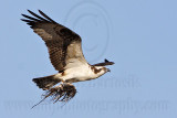 _MG_6105 Osprey.jpg
