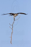 _MG_6273 Osprey.jpg
