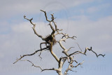 _MG_7445 Osprey.jpg