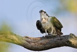 _MG_7692 Osprey.jpg