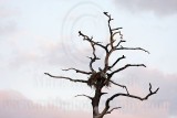 _MG_8338 Osprey.jpg