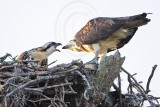 _MG_8547 Osprey.jpg