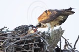 _MG_8591 Osprey.jpg