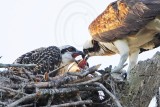 _MG_8591crop Osprey.jpg