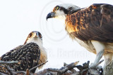 _MG_8627 Osprey.jpg