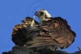 _MG_9063 Osprey.jpg