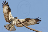 _MG_3953 Osprey.jpg
