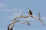 _MG_4282 Osprey.jpg
