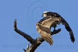 _MG_6637 Osprey.jpg