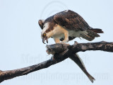 _MG_7287 Osprey.jpg
