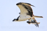 _MG_1079 Osprey.jpg