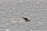 _MG_1189 Osprey.jpg