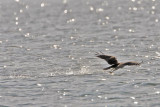 _MG_1190 Osprey.jpg