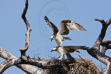 _MG_8880 Osprey.jpg