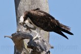 _MG_8962 Osprey.jpg