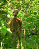 A precious life in the woods