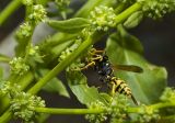 Polistes Gallicus