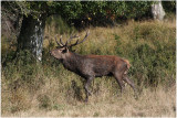 cerf  -  red deer 2.JPG