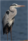 hron cendr - grey heron