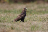 buse variable - common buzzard