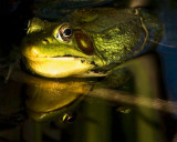 Grenouille pris à l'étang de Kate et Marc à Ascot Corner