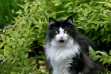 Le chat Gucci