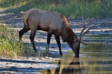 Elk at a Canmore watering hole.