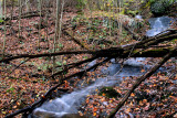 Frond name of this Creek is Brook Branch