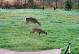 Some pictures I made of sum Deer In the Yard 11/14/09