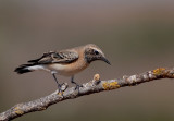 Black - eared Wheatear