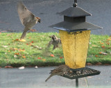 Landing sparrows.jpg