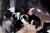 Danni x Merlin Litter - 4 to 7 days old