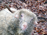 Sheep ~ 1977