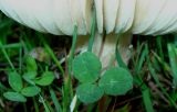 under a toadstool