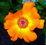 marigold