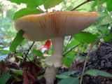 fly agaric
